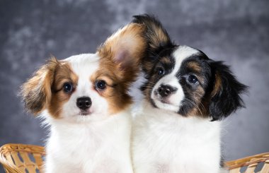İki komik Papillon köpek yavrusu