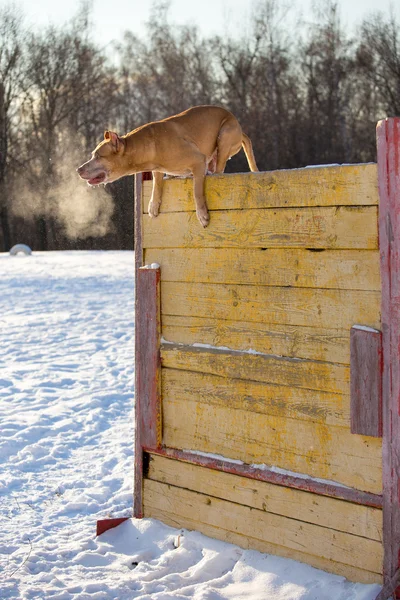 Amerikaanse Terriër van de stier van de kuil springt over hindernis — Stockfoto