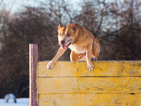 American Pit Bull Terrier jumps over hurdle — Stock Photo, Image