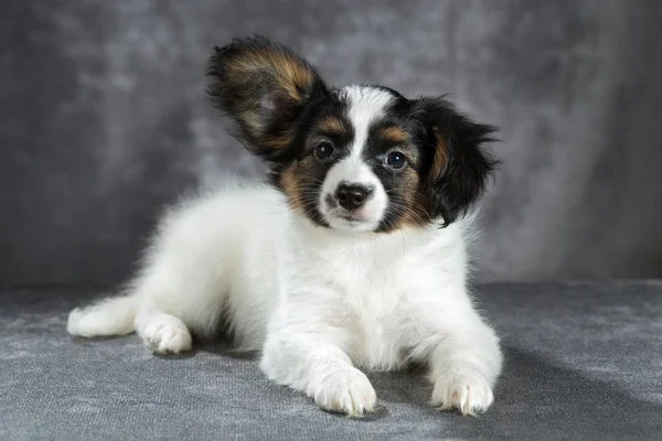 かわいい子犬犬種パピヨンの肖像画 — ストック写真