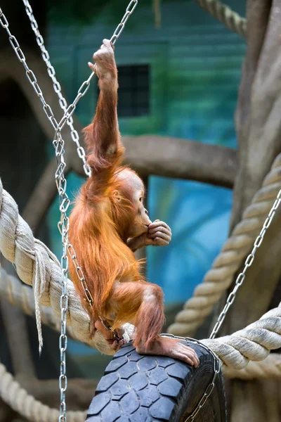 婆罗洲猩猩幼仔 — 图库照片
