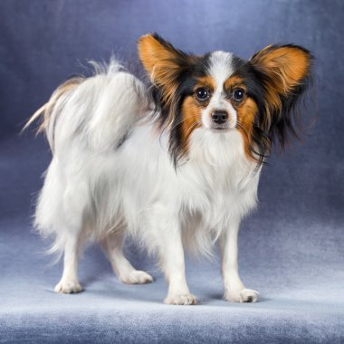 küçük köpek doğurmak Papillon 