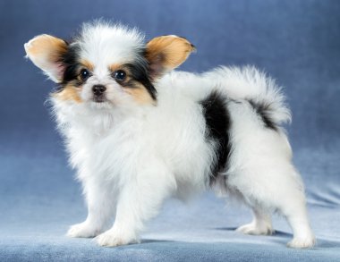 Komik köpek yavrusu Papillon