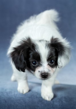 sevimli köpek papillon portresi