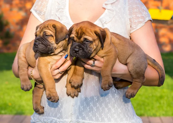 Twee bullmastiff pup op handen — Stockfoto