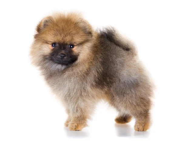 Cachorrinho da Pomerânia em um fundo branco — Fotografia de Stock