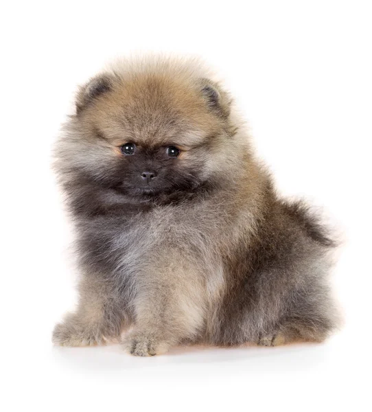 Cachorrinho da Pomerânia em um fundo branco — Fotografia de Stock