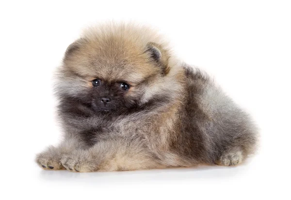 Pomeranian puppy on a white background — Stock Photo, Image