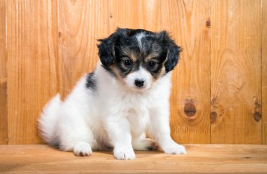 Bir Papillon köpek yavrusu