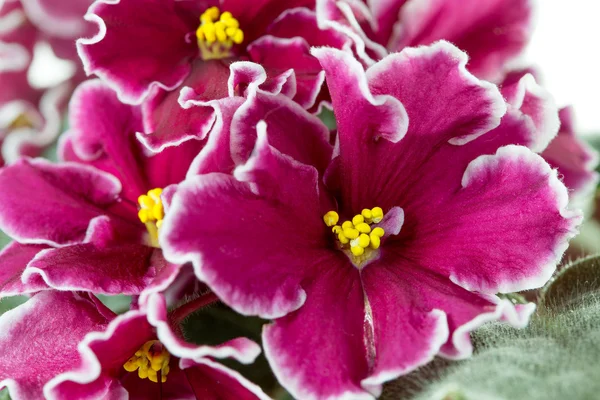 Violeta africana (Saintpaulia ) — Fotografia de Stock