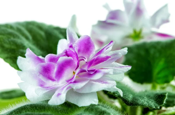 African Violet (Saintpaulia) — Stock Photo, Image