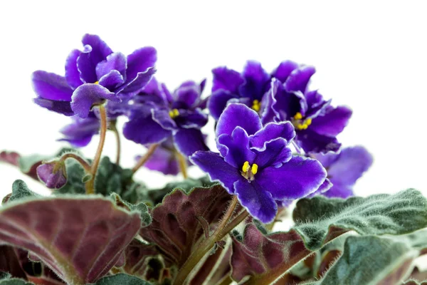 Afrikansk violet (Saintpaulia ) - Stock-foto