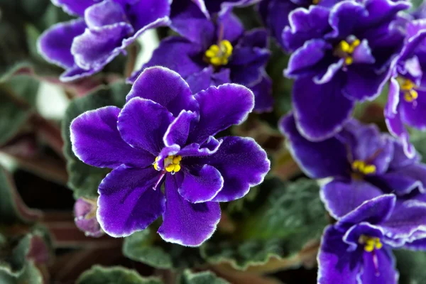 Afrikai violet (Ibolya virágok) — Stock Fotó