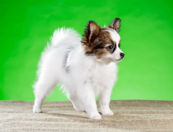 Portrait little Papillon puppy — Stock Photo, Image