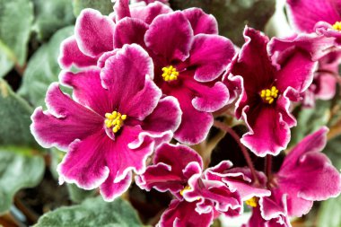African violet (menekse)