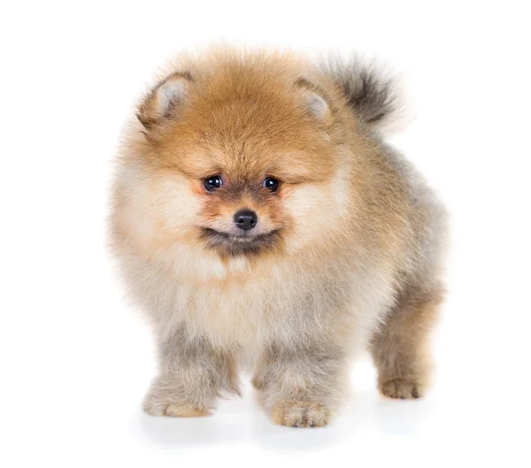 Cachorrinho da Pomerânia isolado em um fundo branco — Fotografia de Stock