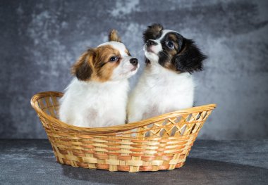 İki komik Papillon köpek yavrusu