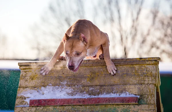 American Pit Bull Terrier salta sobre un obstáculo — Foto de Stock