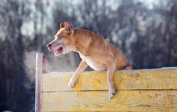 Amerikaanse Terriër van de stier van de kuil springt over hindernis — Stockfoto