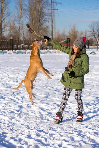 Jovem brincando com American Pit Bull Terrier no inverno — Fotografia de Stock