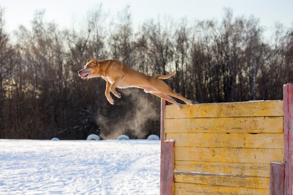 Amerikanischer Pitbull Terrier springt über Hürde — Stockfoto