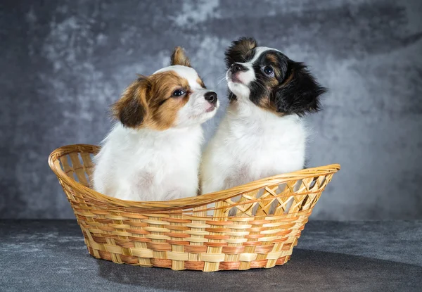 Twee grappige Papillon puppy — Stockfoto