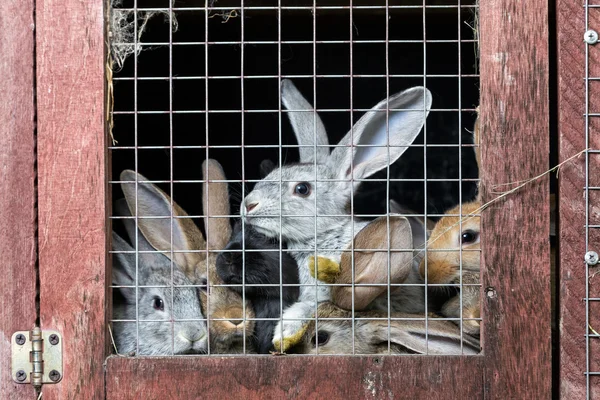 Rabbits in a hutch — Stock Photo, Image