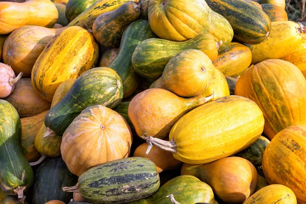 Nyskördade pumpor — Stockfoto