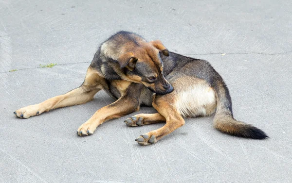 Bir köpek kaşınıyor