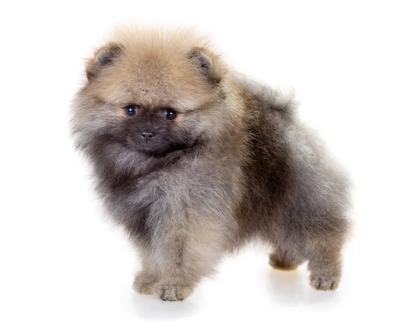 Cachorrinho da Pomerânia em um fundo branco — Fotografia de Stock