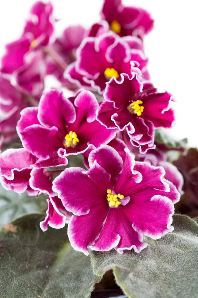 African Violet (Saintpaulia) — Stock Photo, Image