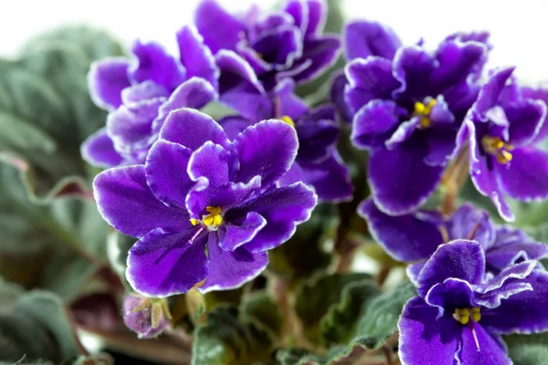 African violet (Saintpaulia) — Stockfoto