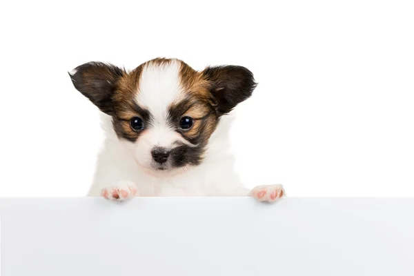 Papillon puppy on white background Stock Image