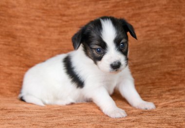 Küçük köpek yavrusu Papillon