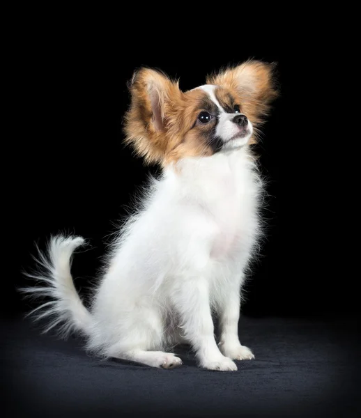 Retrato Papillon cachorro em um fundo preto — Fotografia de Stock