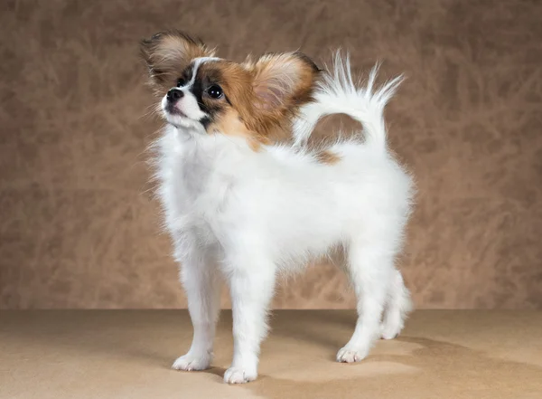 Papillon filhote de cachorro em pé sobre um fundo marrom — Fotografia de Stock