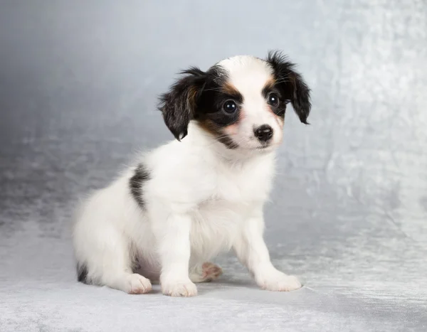 Gümüş rengi bir arka plan üzerinde oturan papillon köpek yavrusu — Stok fotoğraf