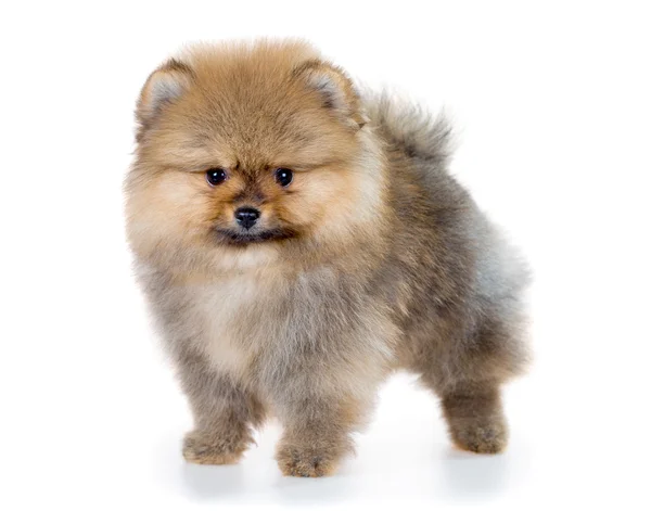 Cachorrinho da Pomerânia isolado em um fundo branco — Fotografia de Stock