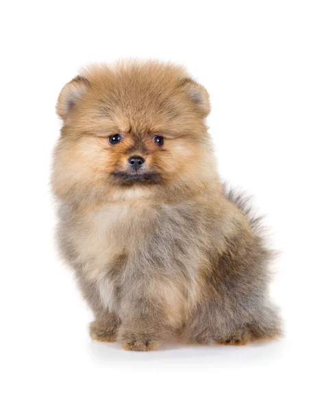 Cachorrinho da Pomerânia isolado em um fundo branco — Fotografia de Stock