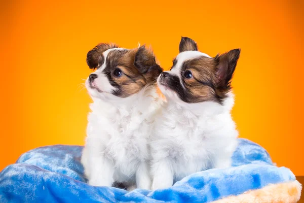 Dos lindos cachorros Papillon sobre un fondo naranja —  Fotos de Stock