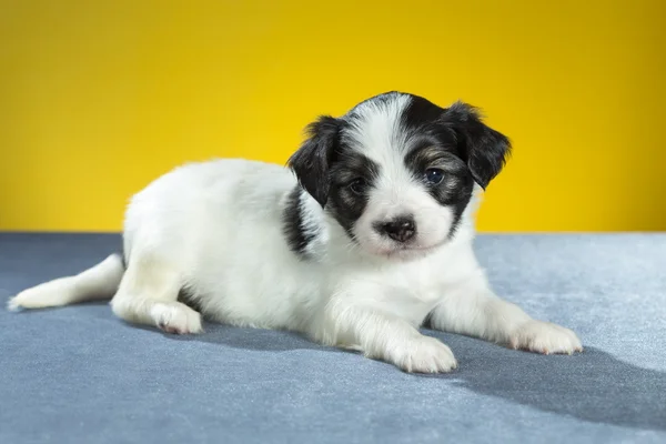 Kleine pup papillon — Stockfoto