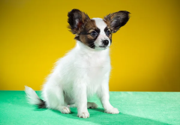 Sevimli köpek papillon — Stok fotoğraf