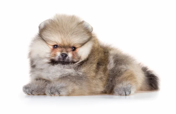 Chiot poméranien isolé sur fond blanc — Photo