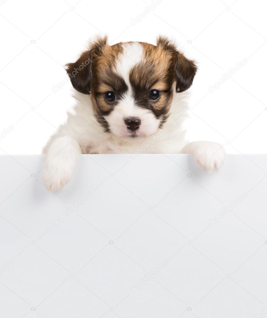 Papillon puppy relies on blank banner