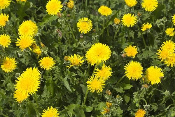 Dandelions amarelos no prado — Fotografia de Stock