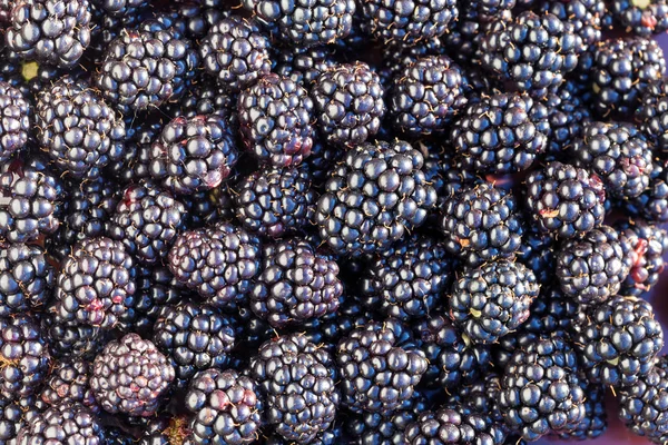 Ripe blackberries background — Stock Photo, Image