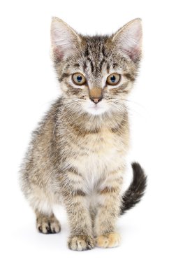 Beyaz arka planda kedi yavrusu