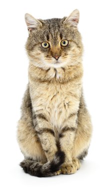 Beyaz arka planda kedi yavrusu