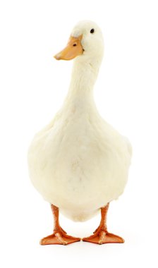 Beyaz beyaz ördek.
