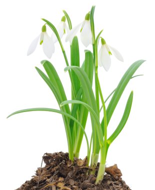 Kardelen (Galanthus nivalis) beyaz arka plan üzerinde